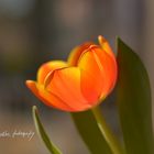 Tulpe