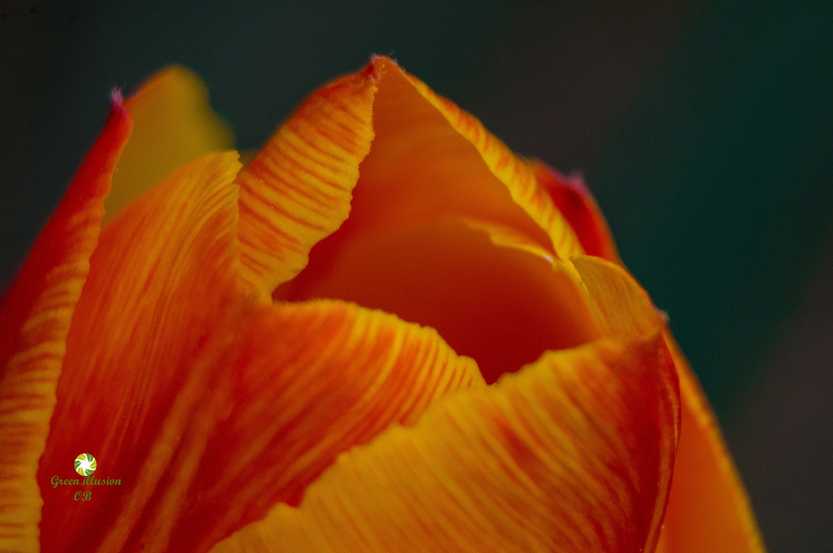 Tulpe