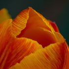 Tulpe