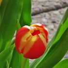 Tulpe