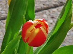 Tulpe