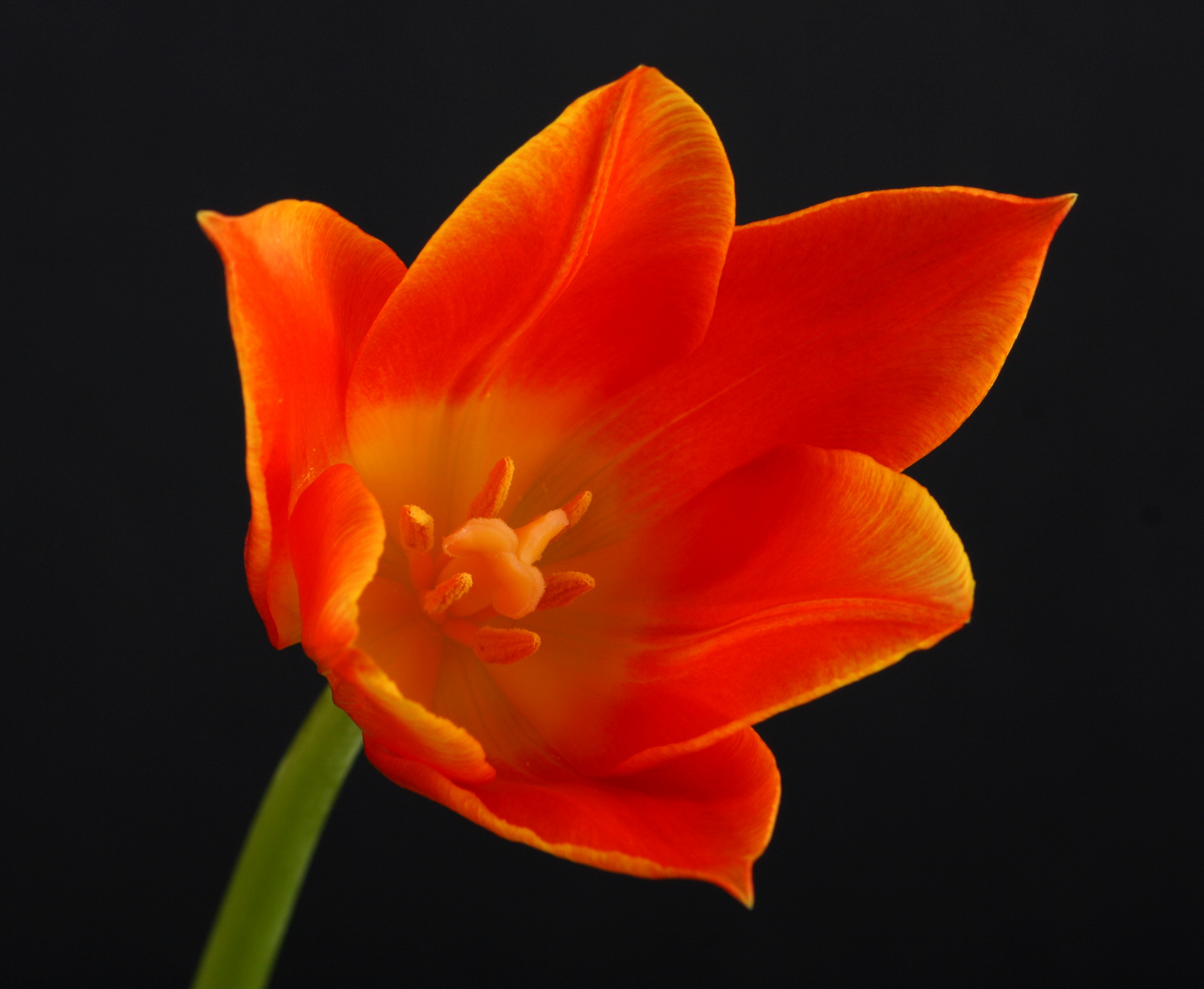 Tulpe