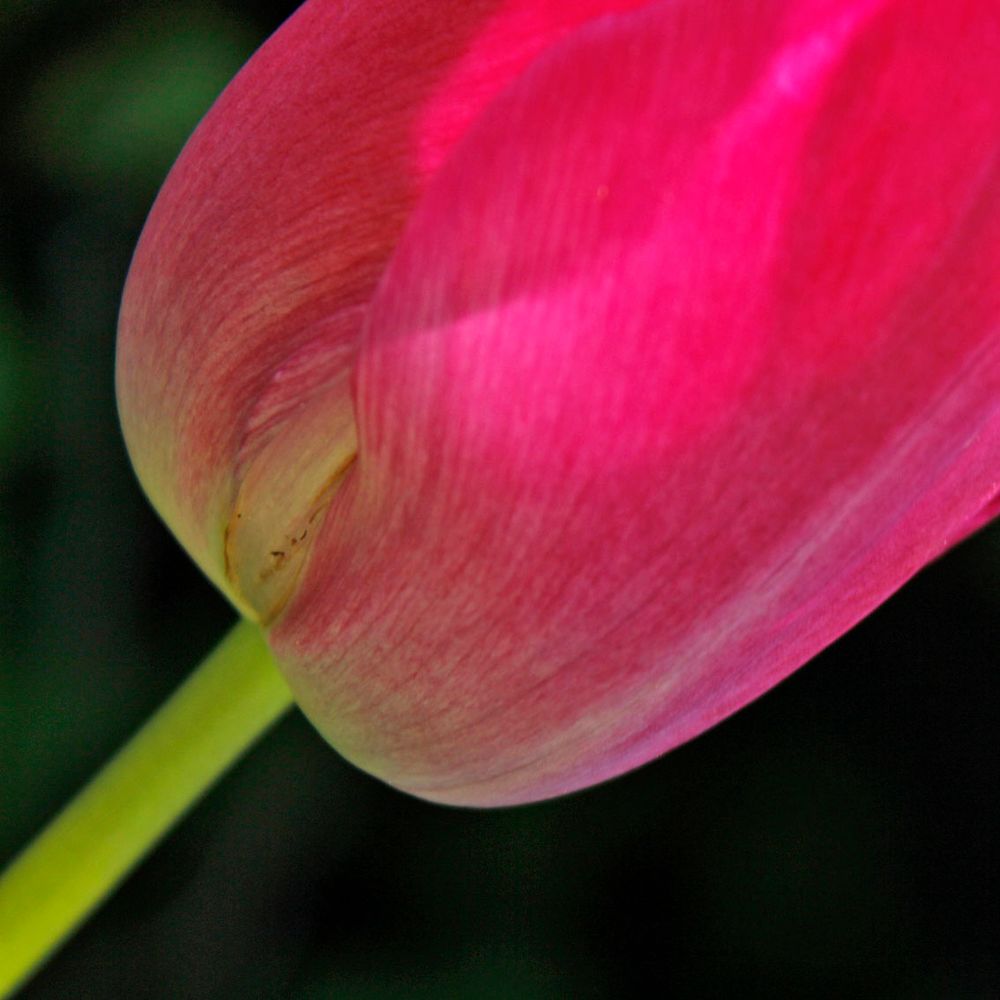 Tulpe