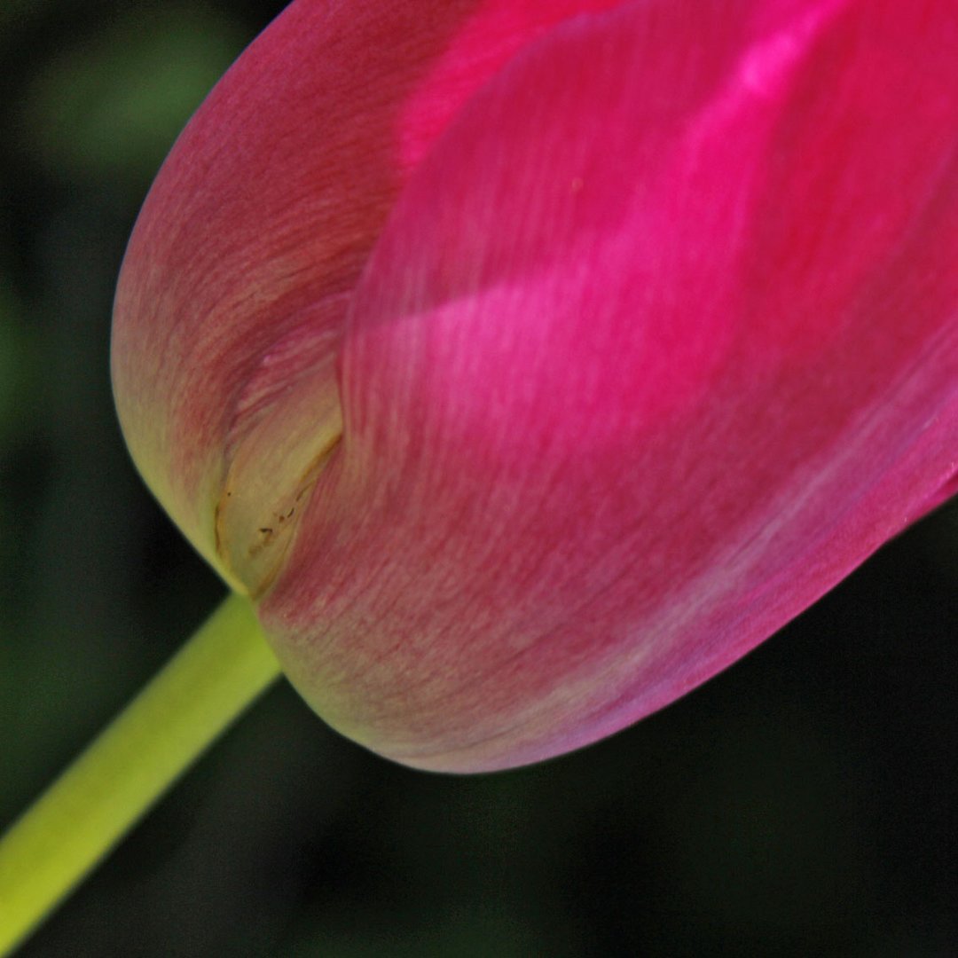 Tulpe