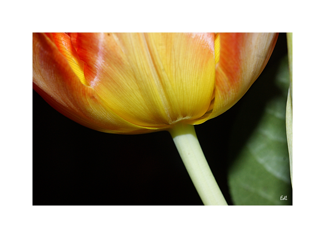 * Tulpe 2 *