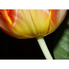 * Tulpe 2 *