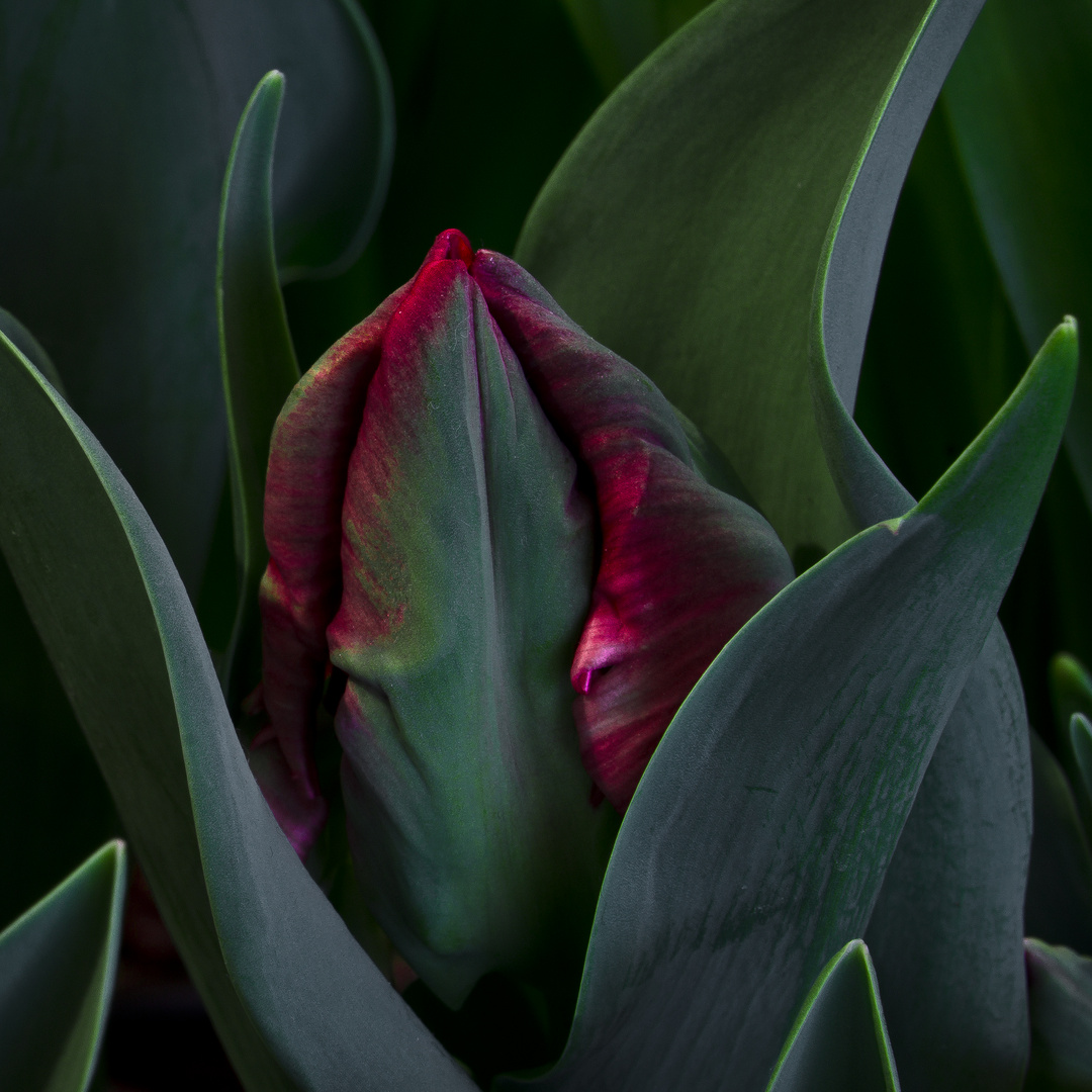 Tulpe #2