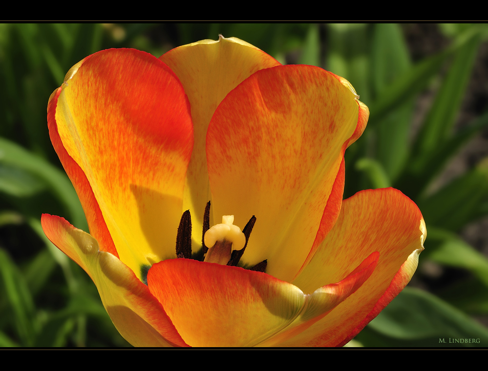 Tulpe 2