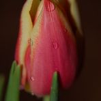 Tulpe -2-