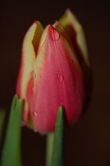 Tulpe -2-