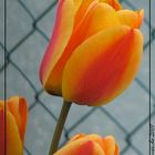 Tulpe #2