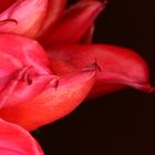 Tulpe 2