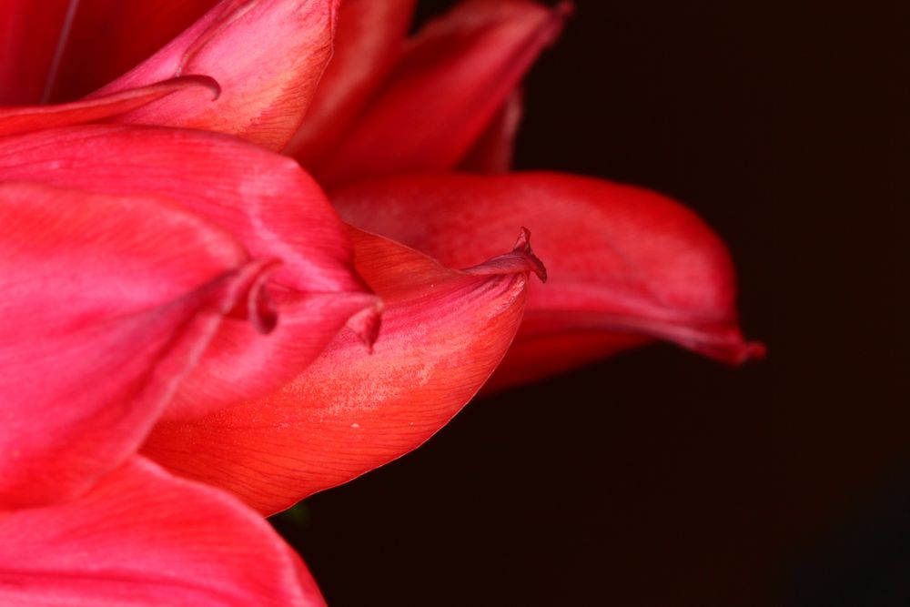 Tulpe 2