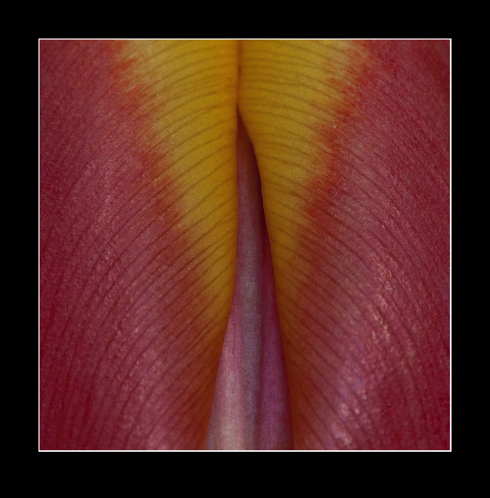 Tulpe (2)