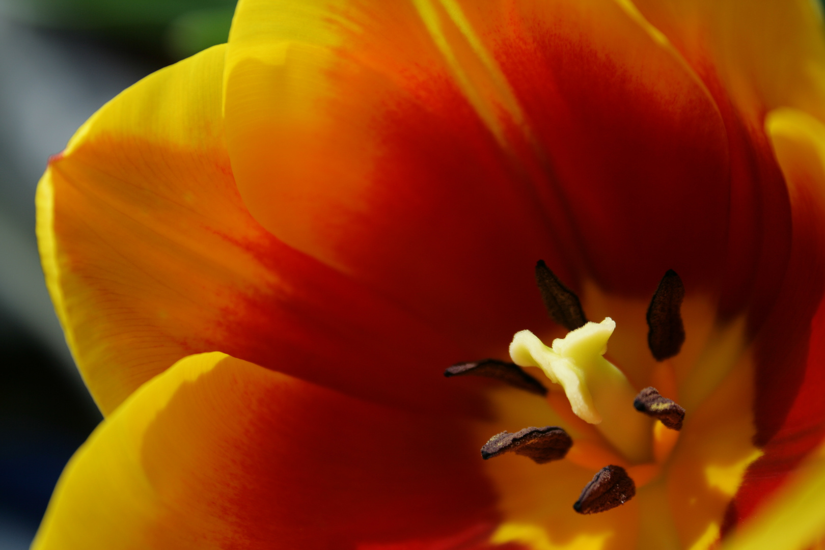 Tulpe 2