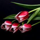 Tulpe 2