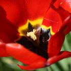 Tulpe #2