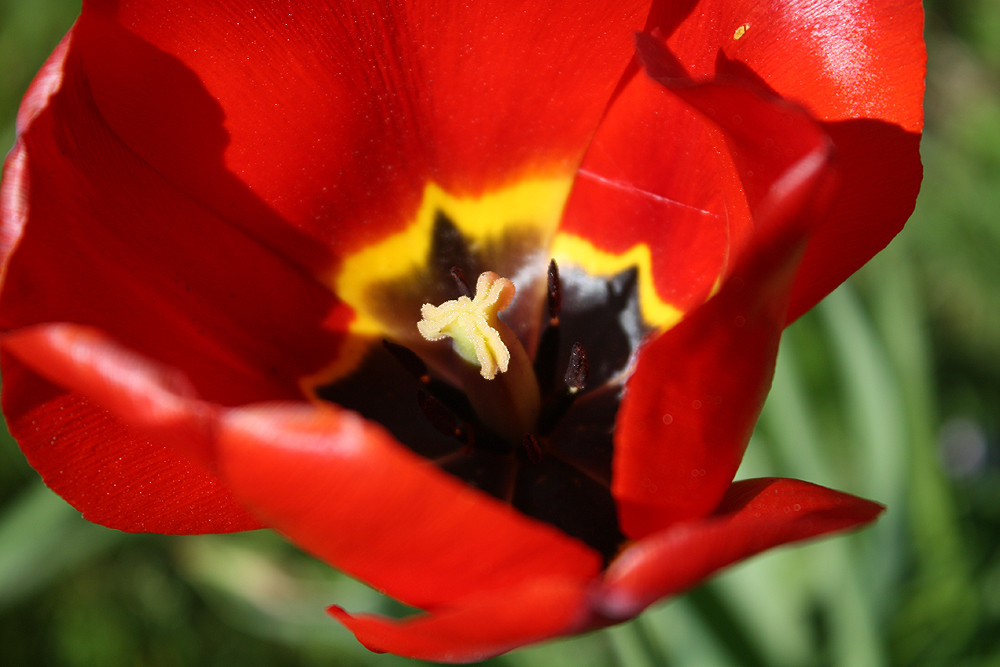 Tulpe #2