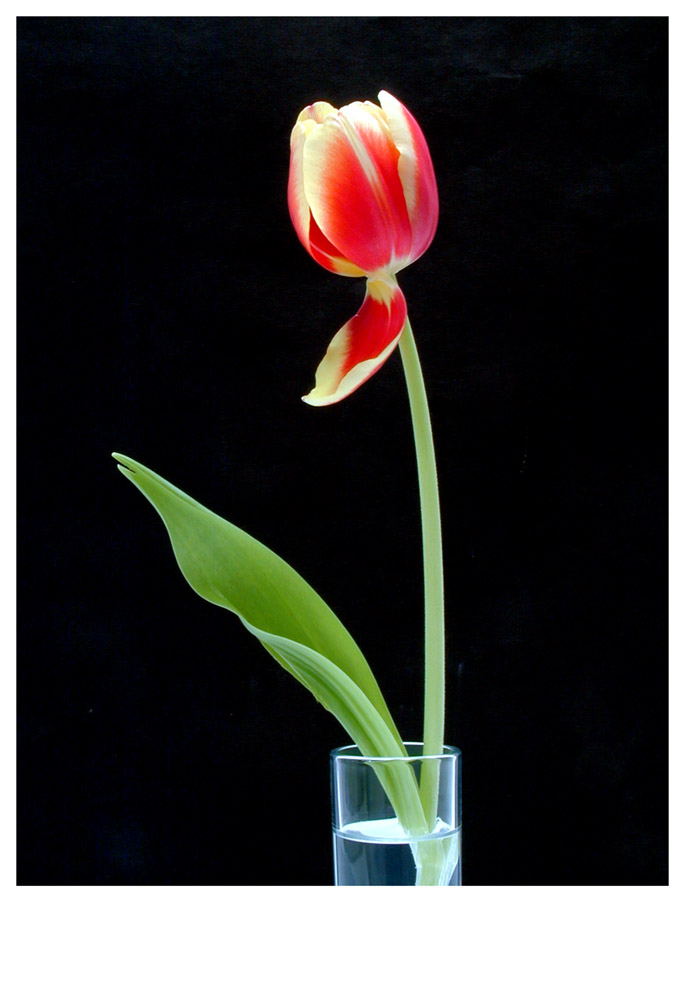 Tulpe 2