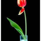 Tulpe 2