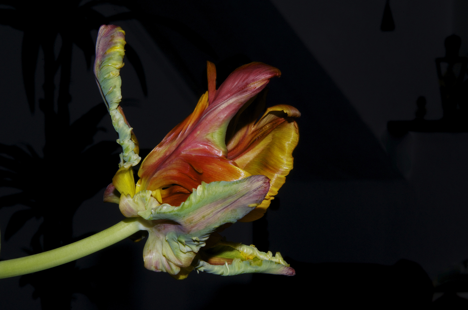 Tulpe 2