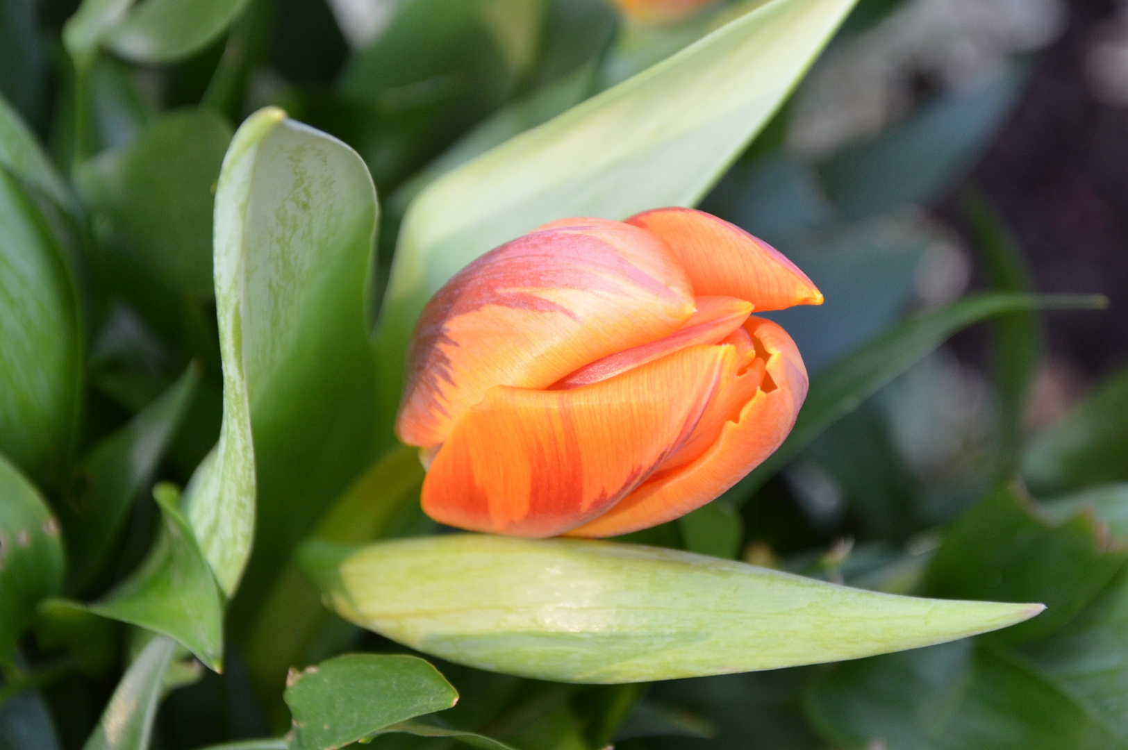 # Tulpe - 2 #