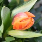 # Tulpe - 2 #