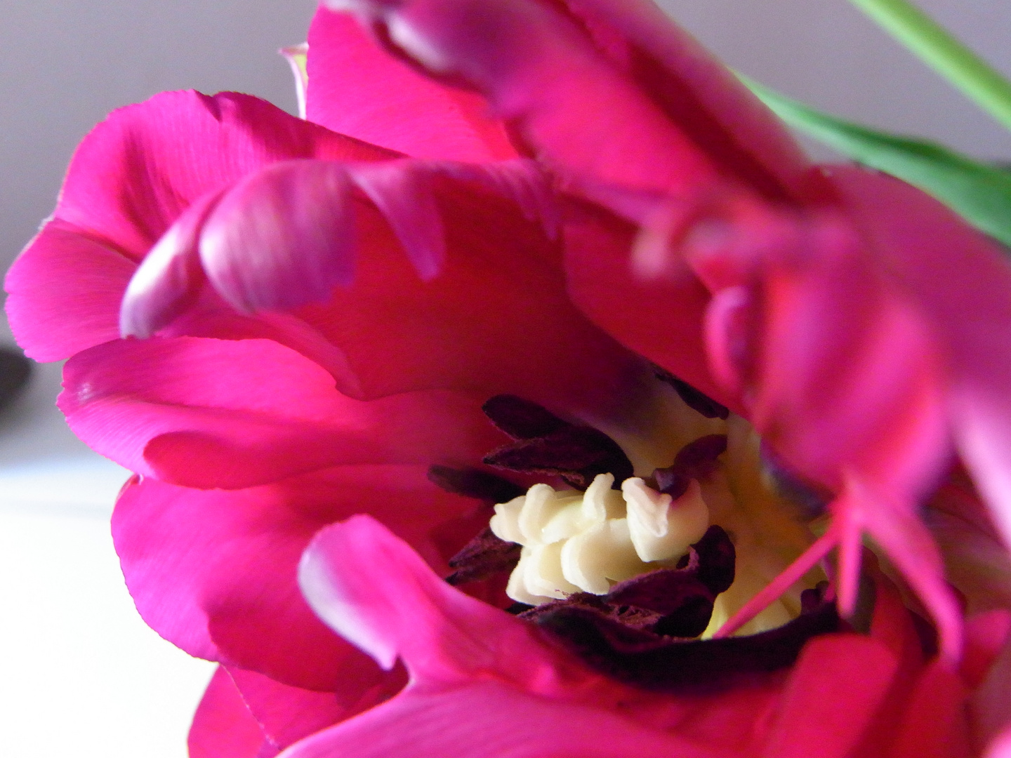 Tulpe 2