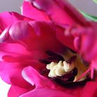 Tulpe 2