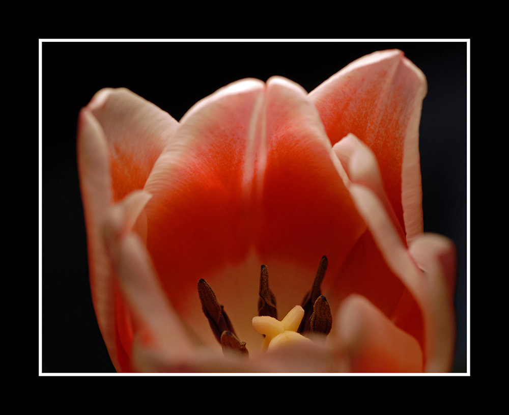 Tulpe 2