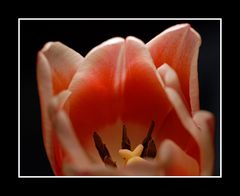 Tulpe 2