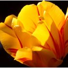 Tulpe 2