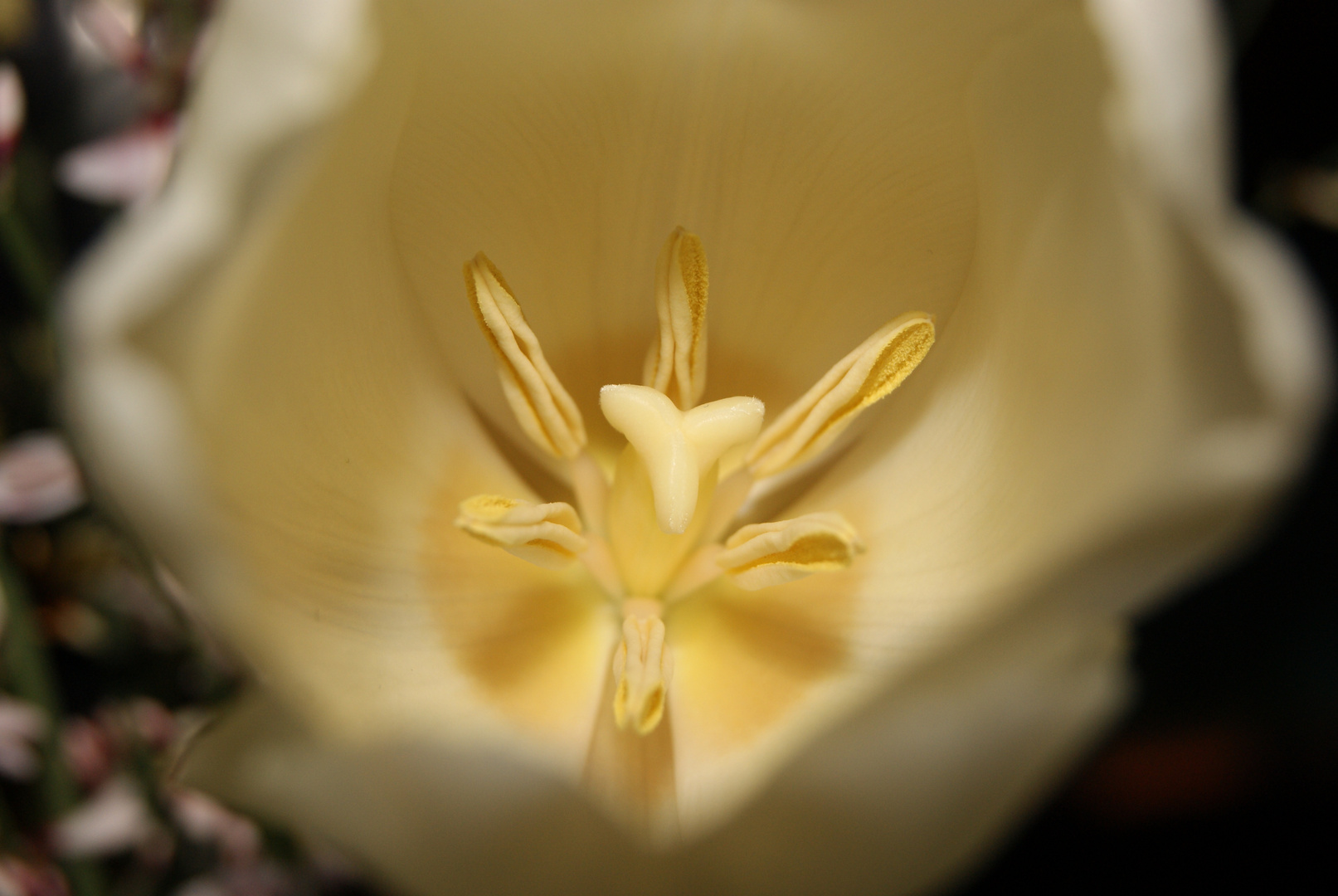 Tulpe 2