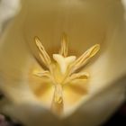 Tulpe 2