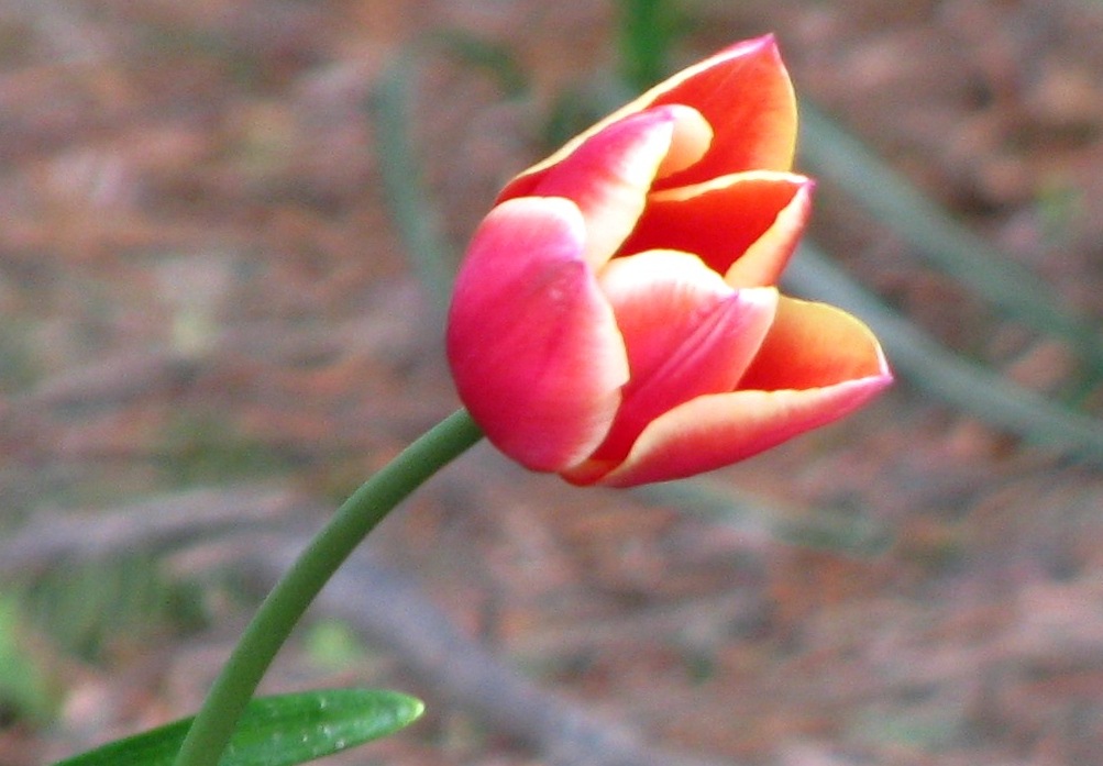 Tulpe 2