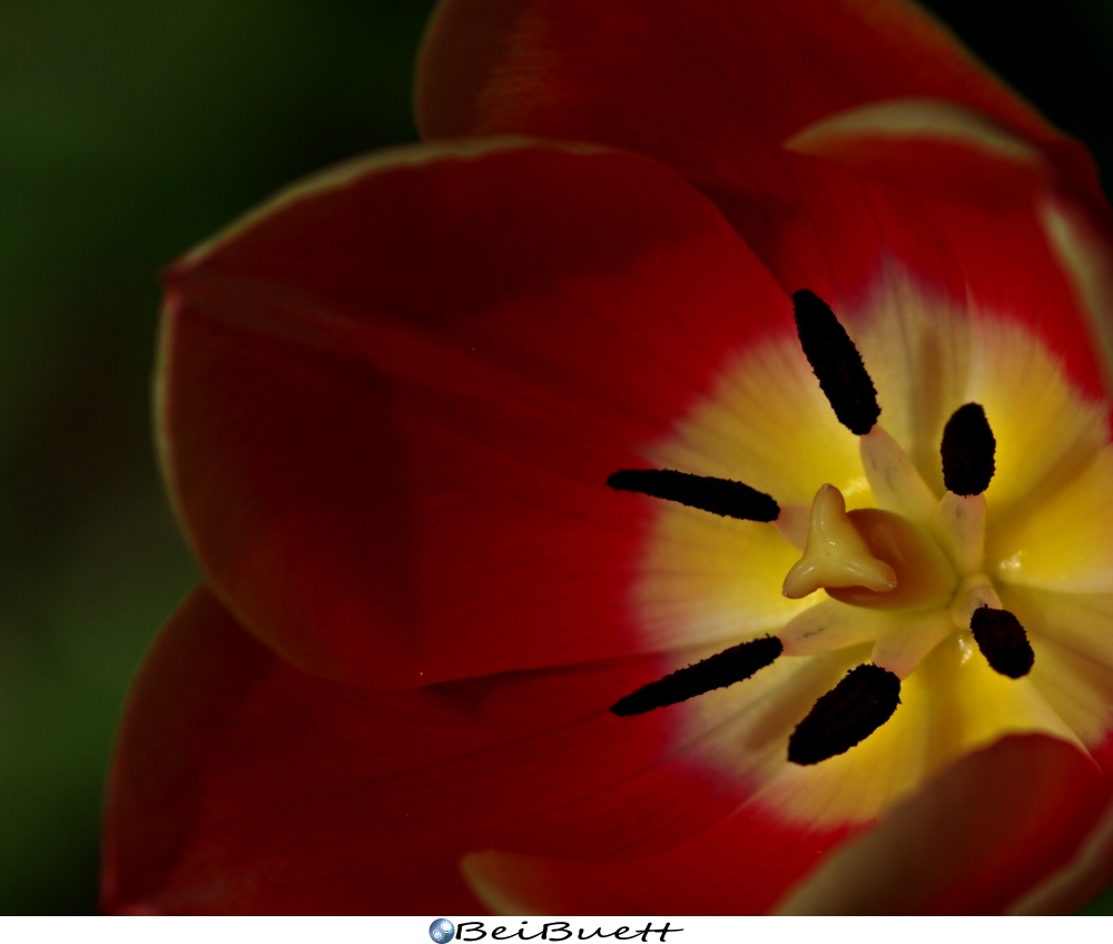 Tulpe 2