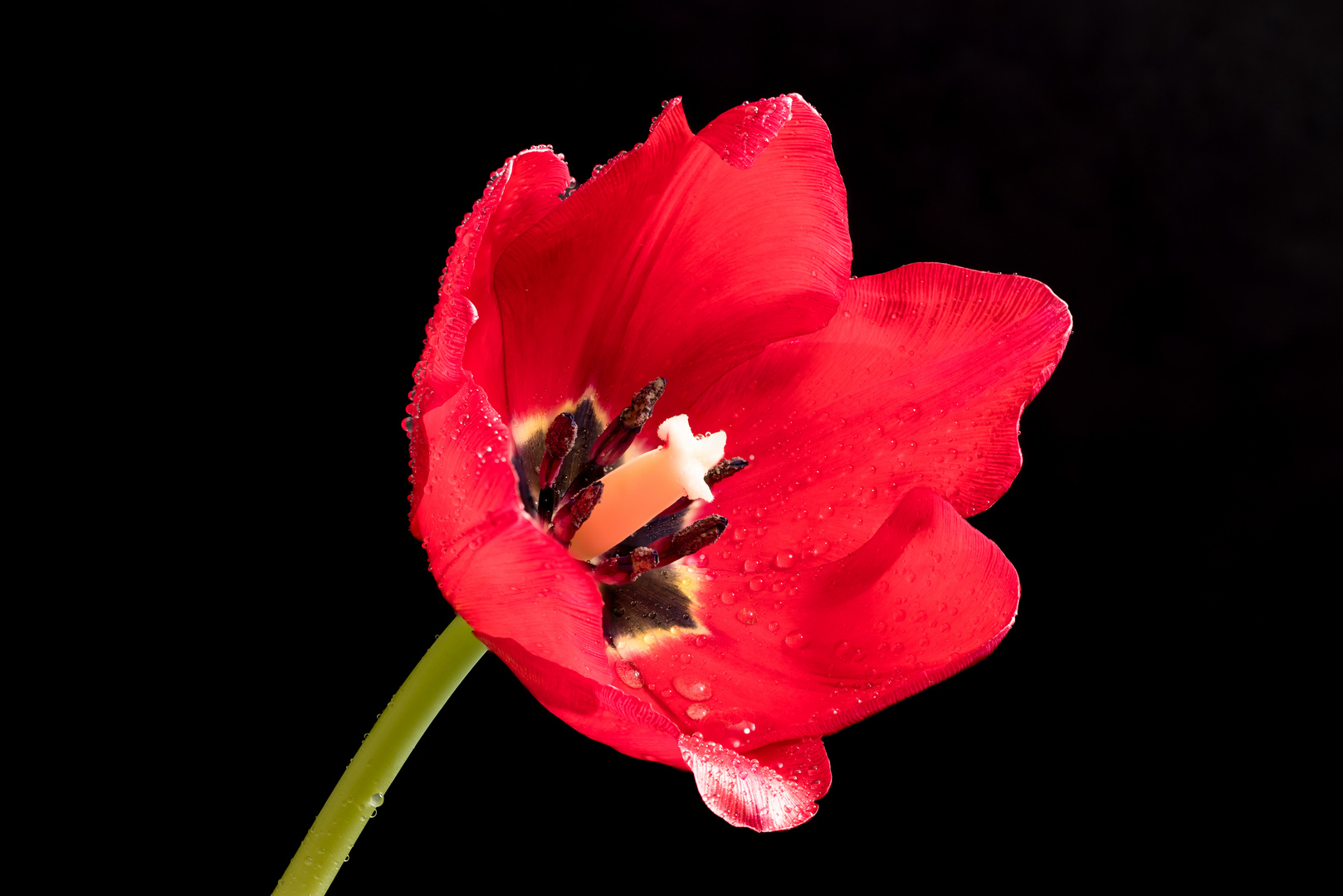 Tulpe 2