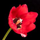 Tulpe 2