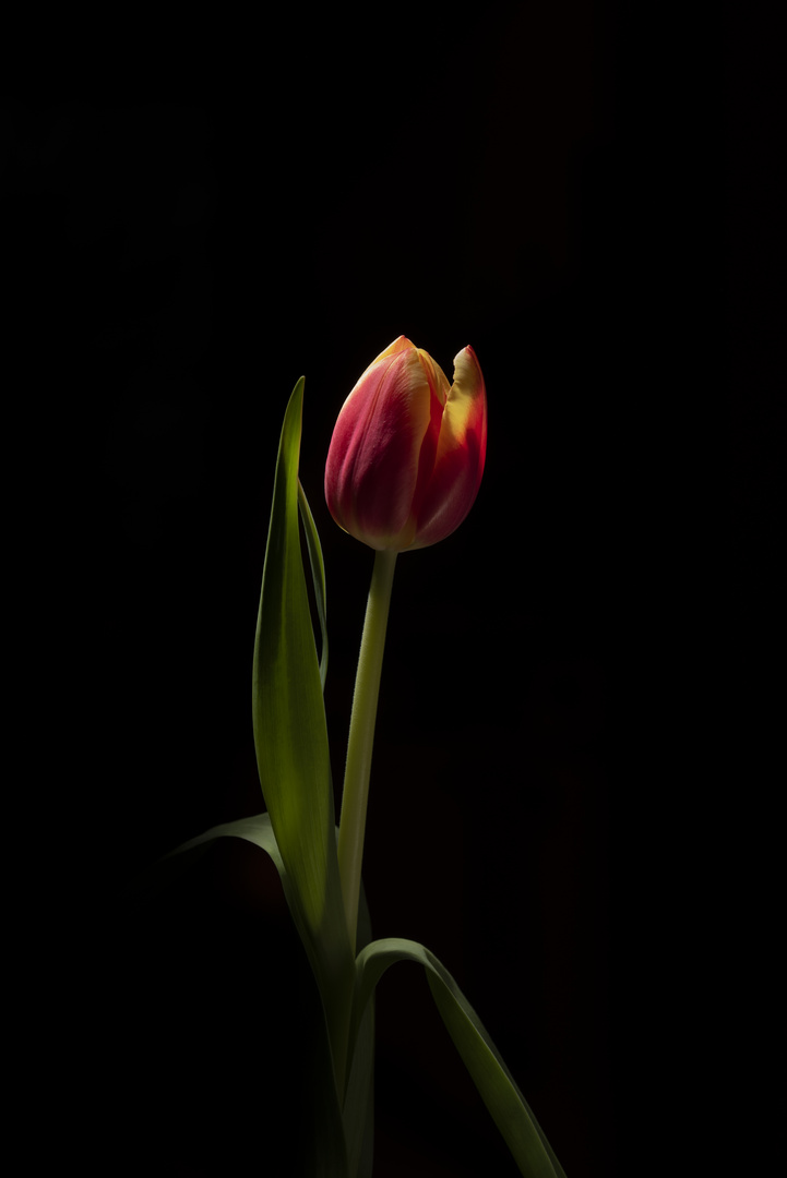 Tulpe-2