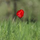 Tulpe 2 Aus der Bildreihe erste Aufnahmen EOS 80 D