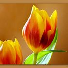 Tulpe 2