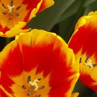 Tulpe 2