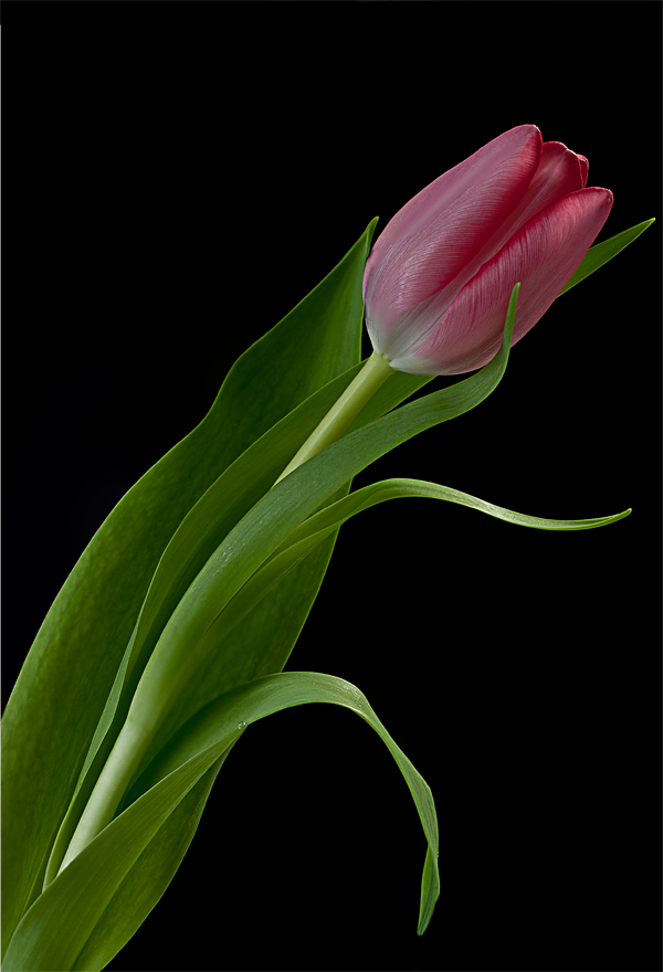 Tulpe 2