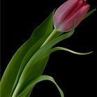 Tulpe 2