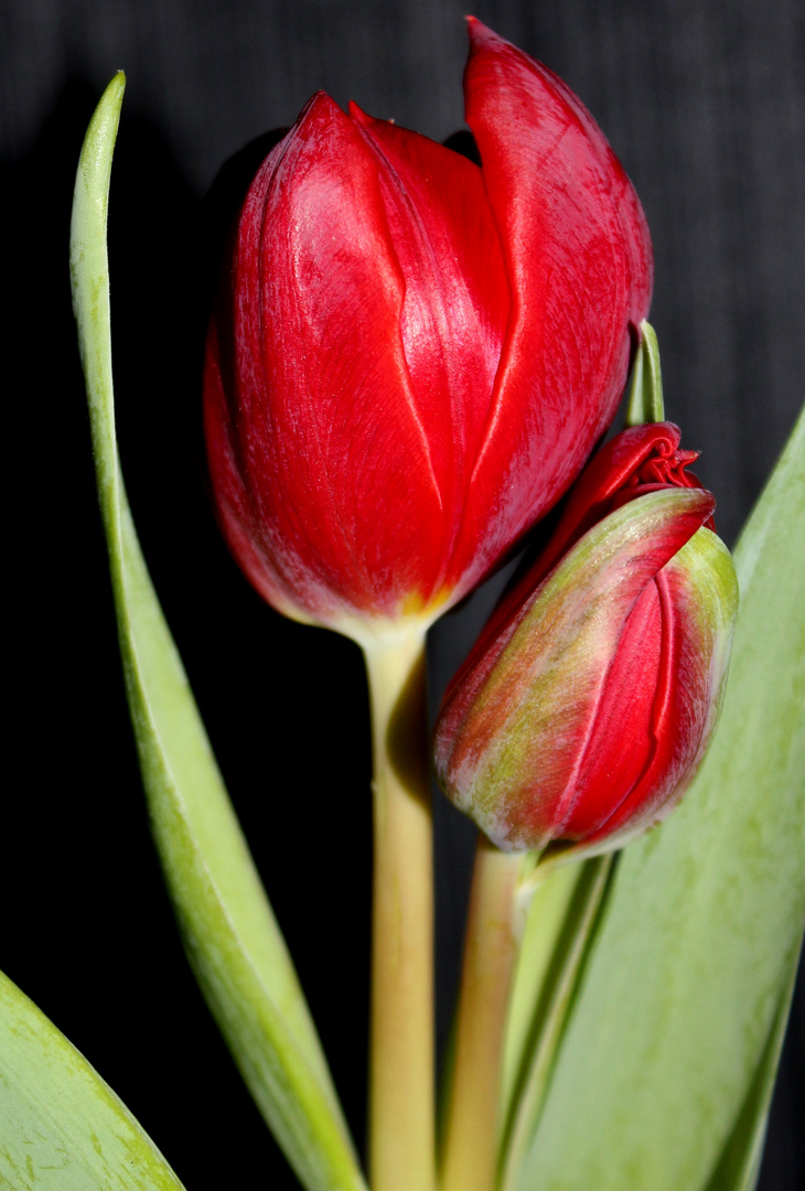 Tulpe 2