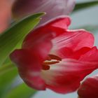 Tulpe 2