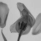 Tulpe 2