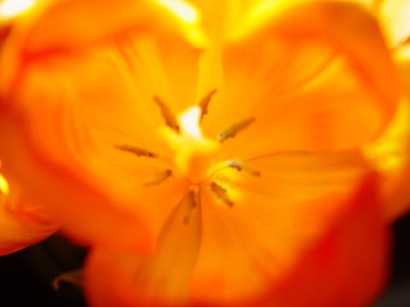 Tulpe 2