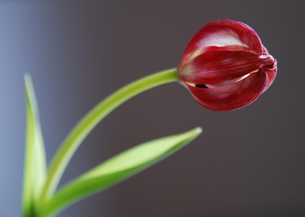 Tulpe 2 "Ich bin farbig"!