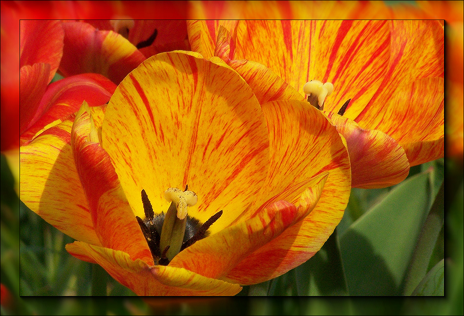 Tulpe 2007